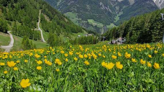 Wundervolle Detox-Erfahrung im Ahrntal 🍎